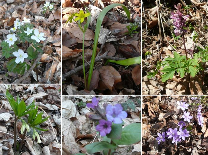 2019-03-23 vylet_jeleni 09